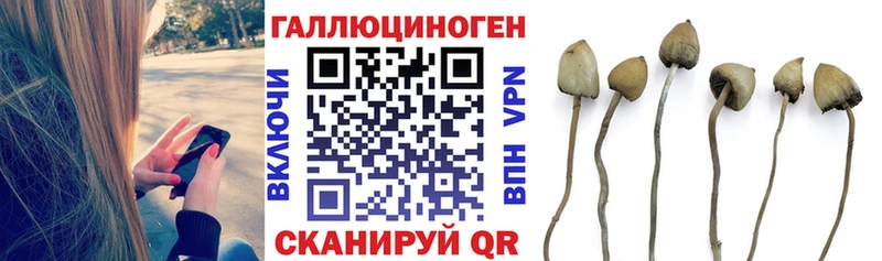 Псилоцибиновые грибы Cubensis  блэк спрут вход  Кумертау 